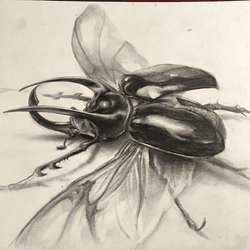 Graphite Drawings collection image