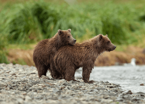 Balance #42 Grizzly Bear