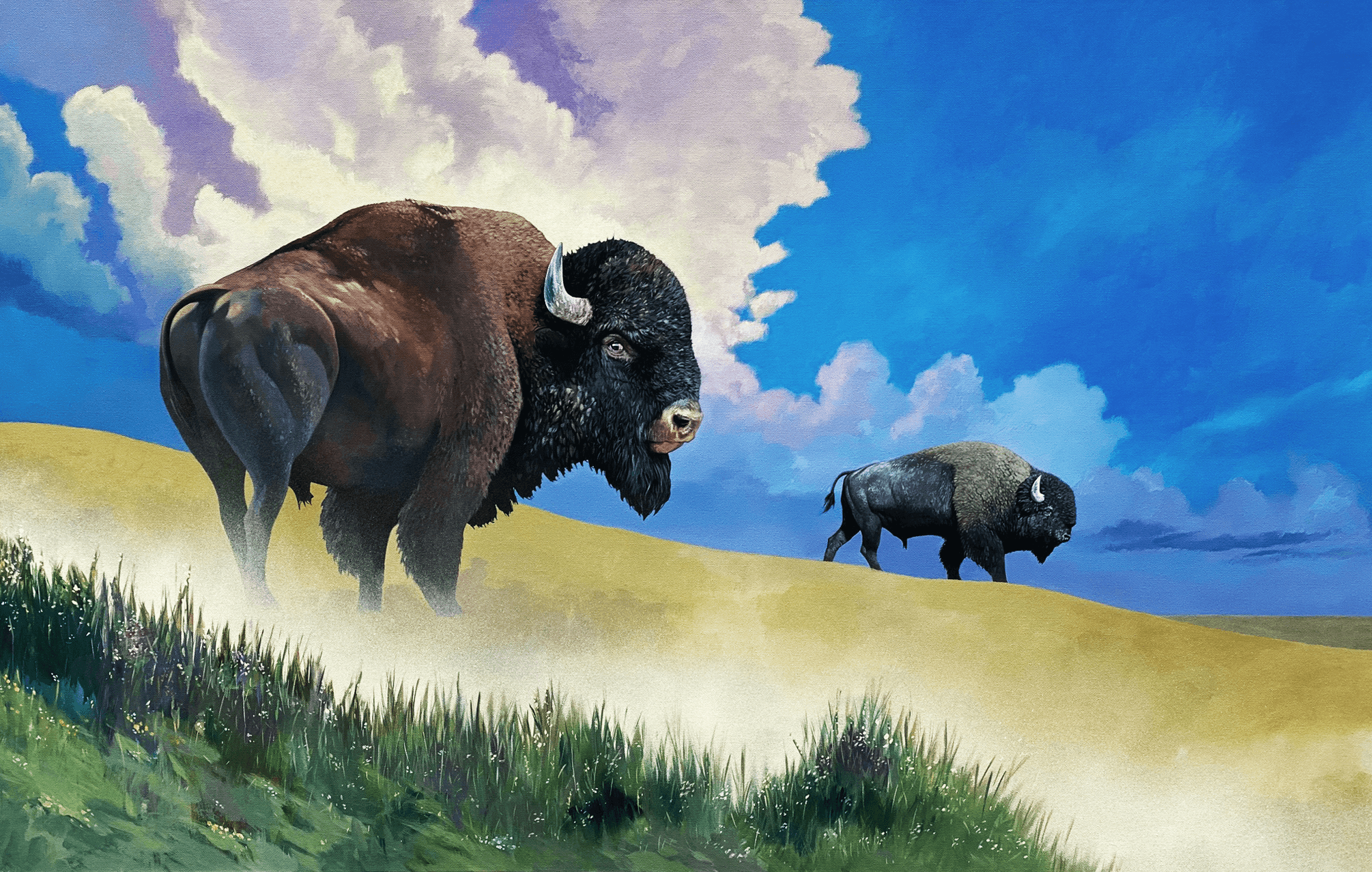 Two Bison.