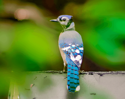 Blue Jay