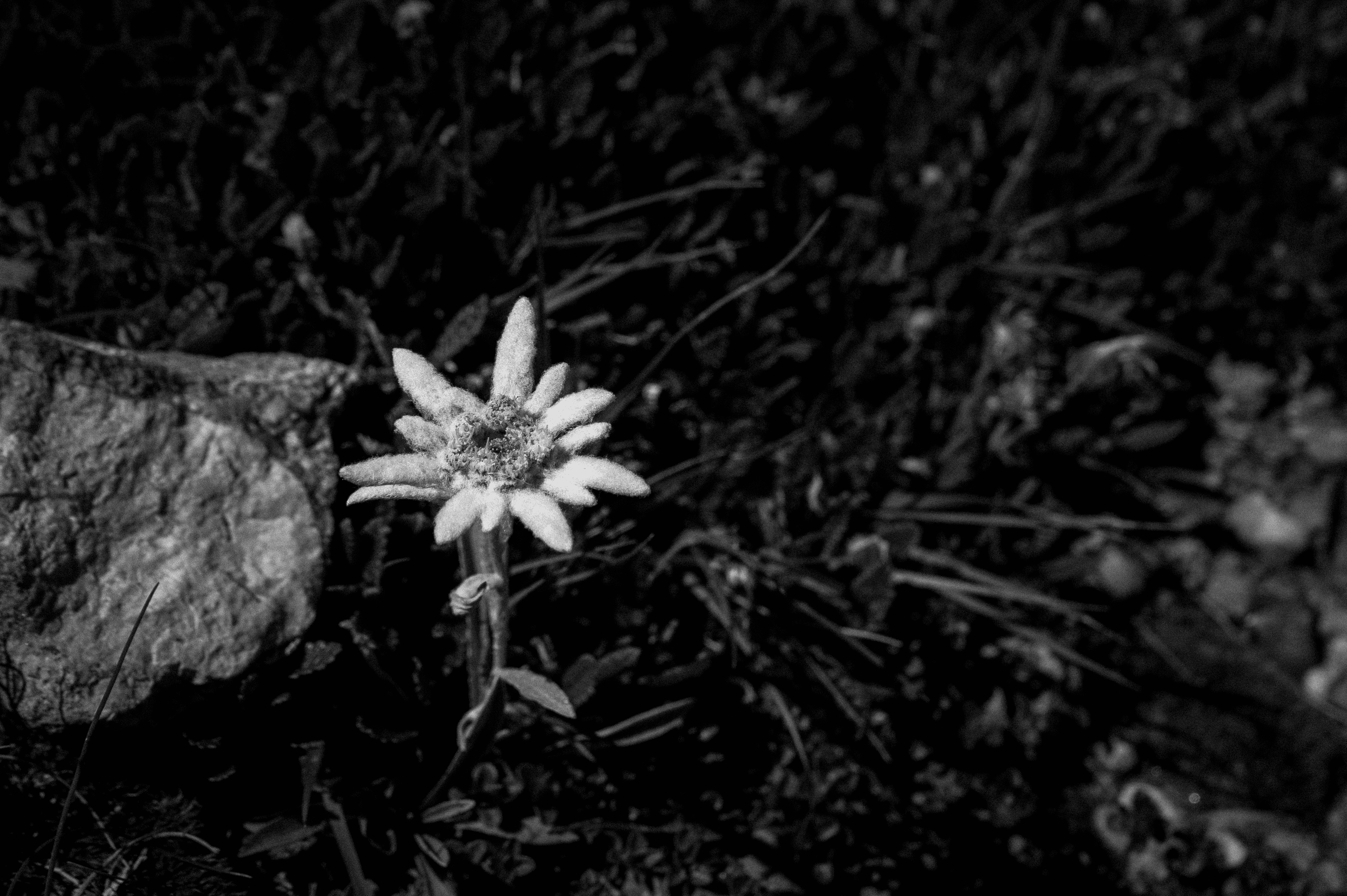 Edelweiss, queen of flowers #04