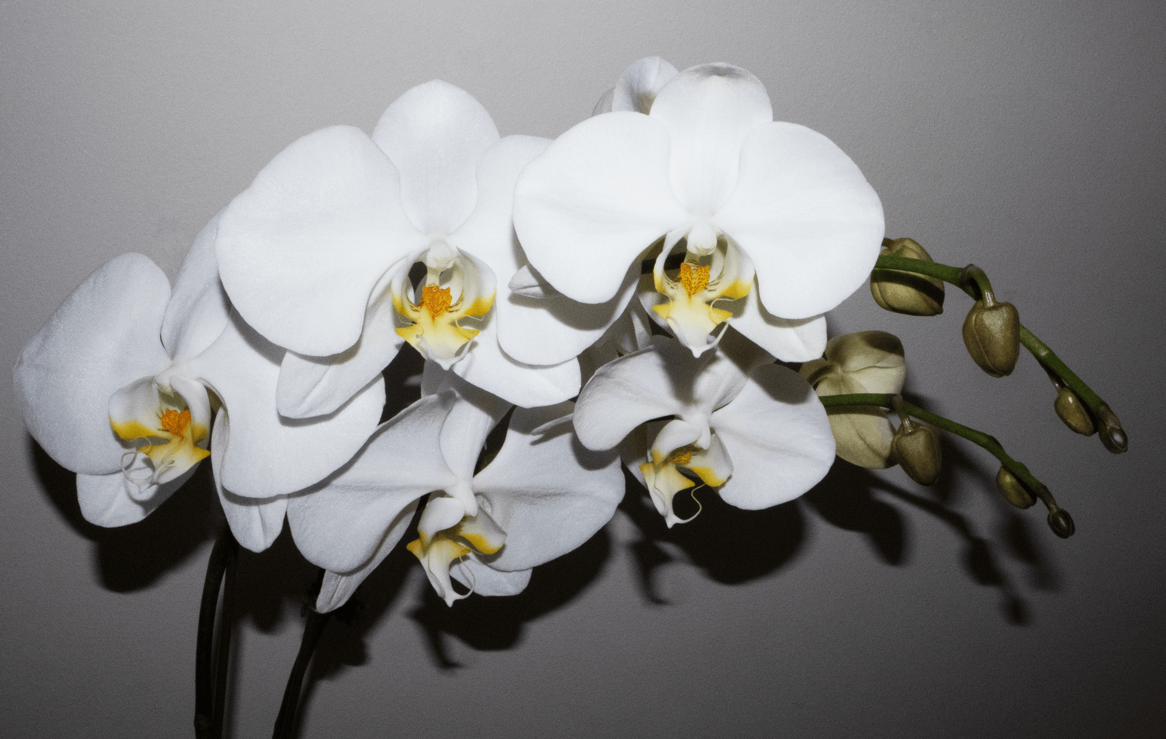 White Orchid Flower Collection 2021-002 MKW