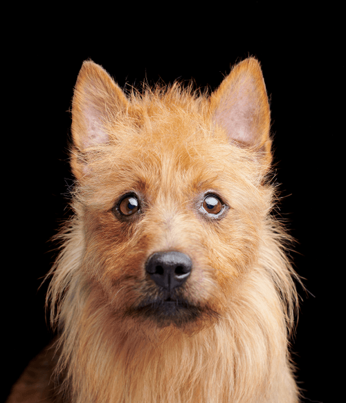 Australian Terrier #DA084