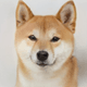 Doge V12
