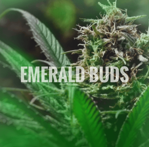 EMERALD BUDS