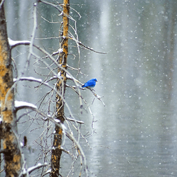 Million Dollar Bluebird by Pam Voth collection image