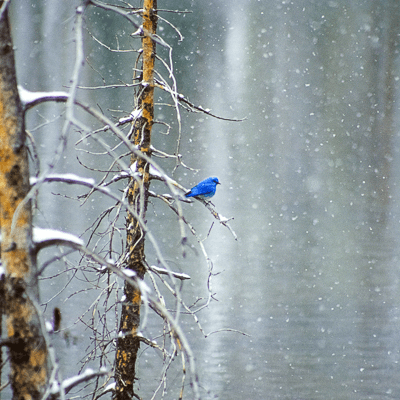 Million Dollar Bluebird by Pam Voth