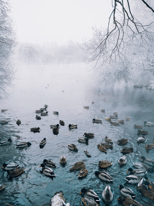 Утиный суп. 2