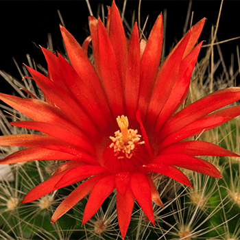 Cactus blooming - one flower