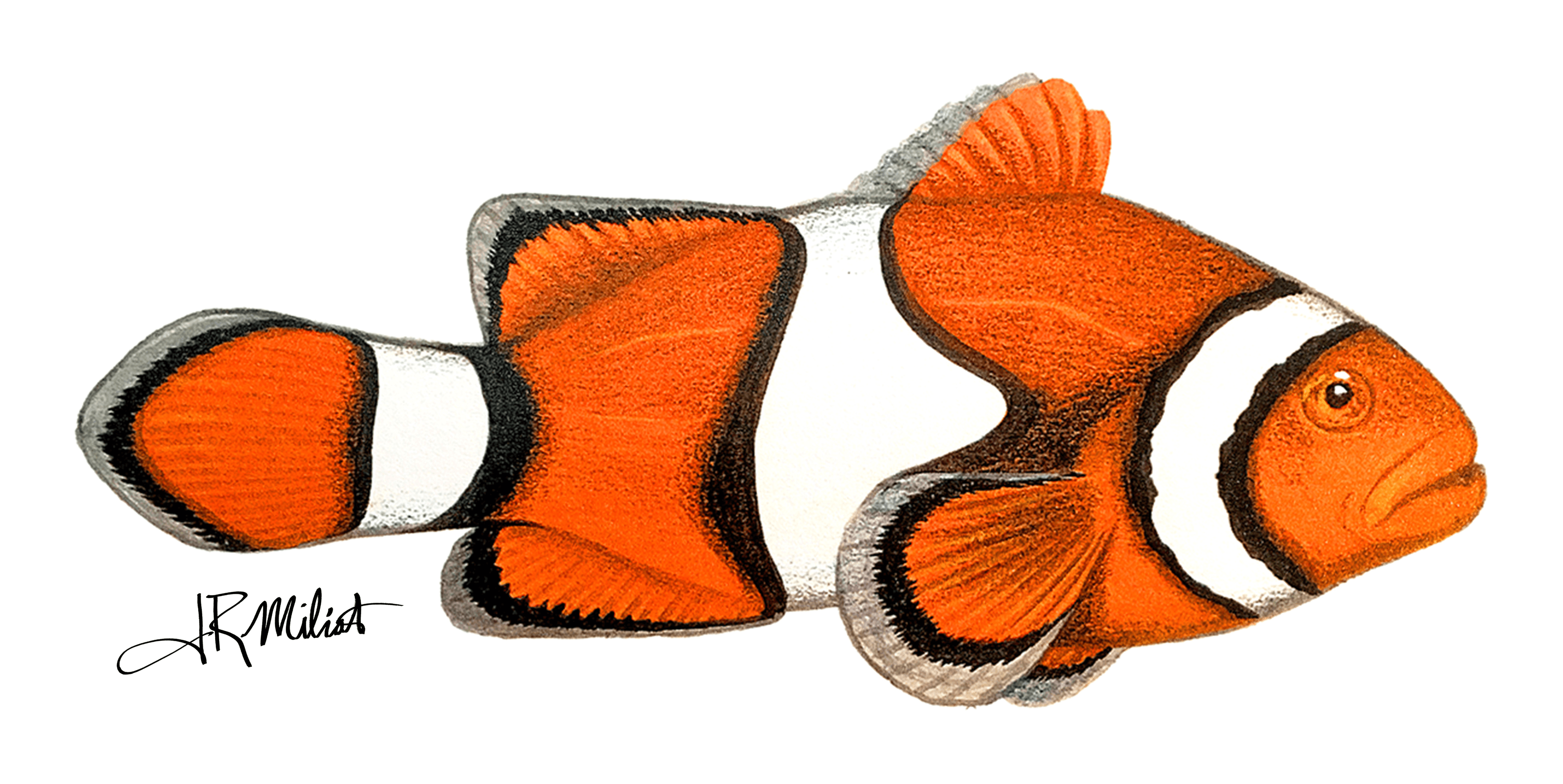 Clownfish Air Brush by Joseph Milioto