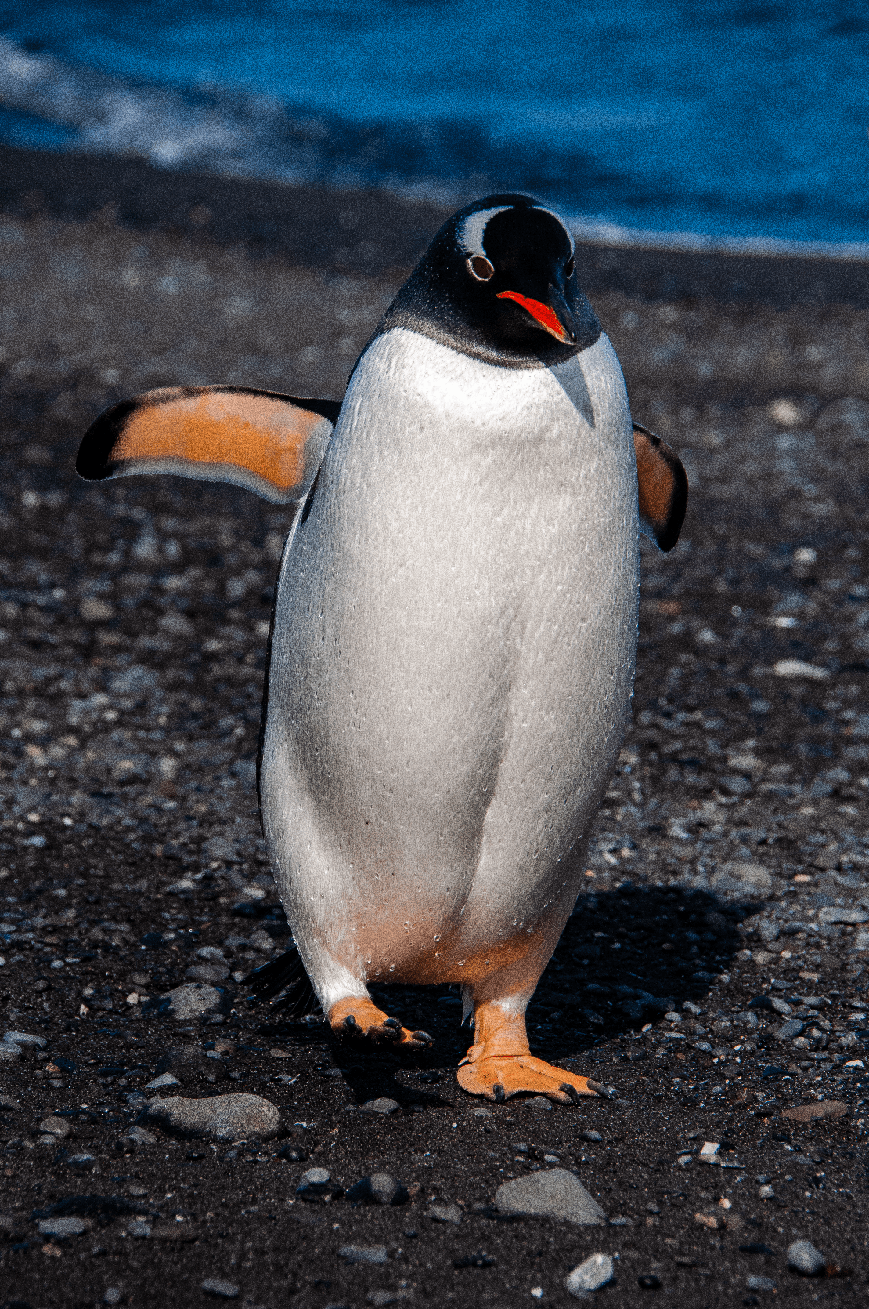 Kowalski - Gentoo Penguin - Antarctica