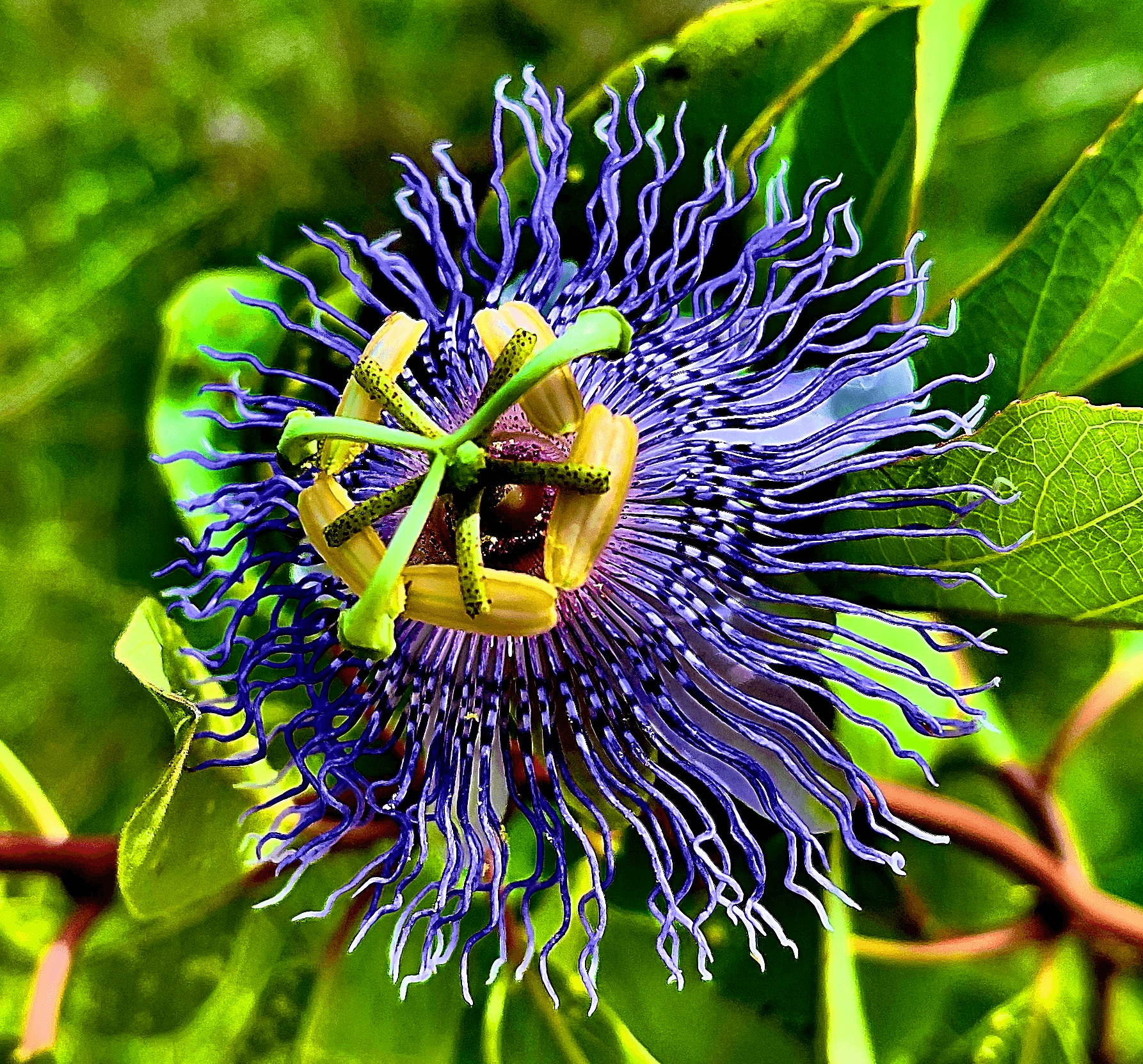 Seed Poem #26: The Passion Flower