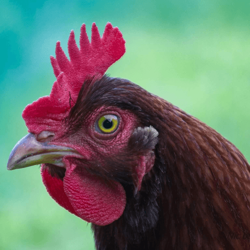 Who you calling chicken