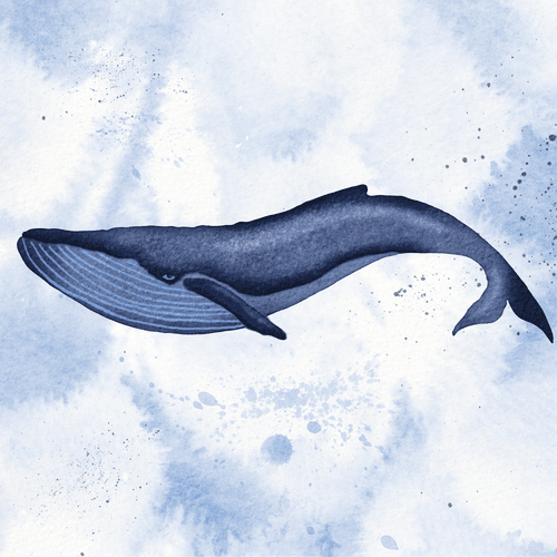 Whale in watercolor