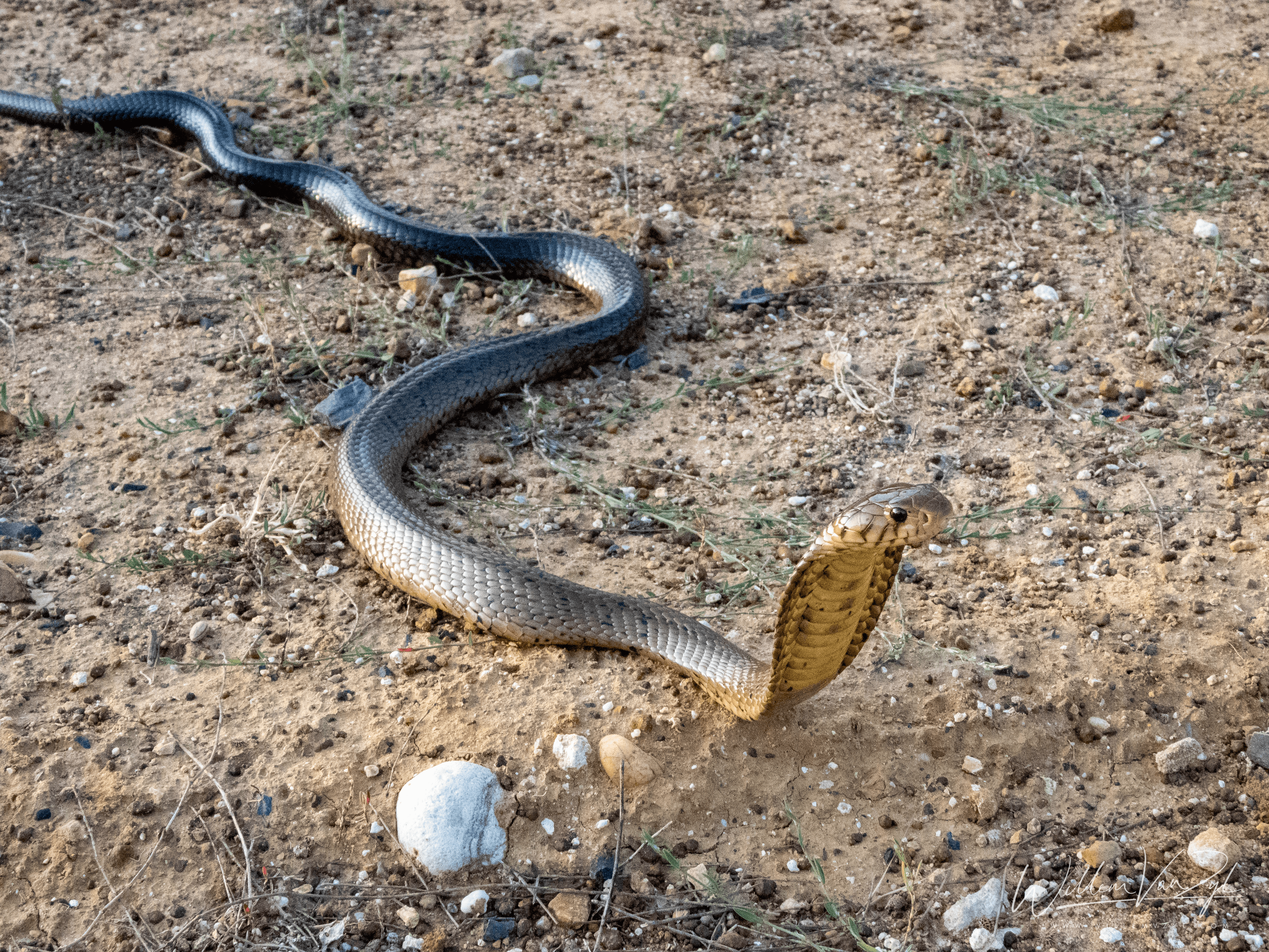 Brown Forest Cobra (Naja subfulva)