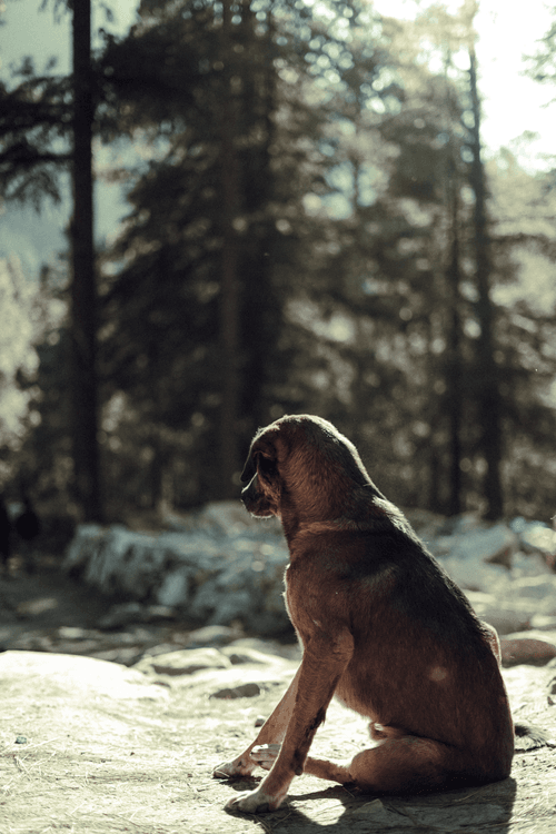 DOGGOS OF THE HIMALAYAS.