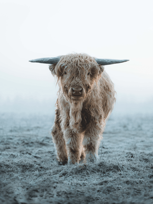 Teddycows in winter wonderland