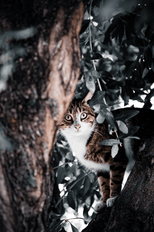 LoneCat #13 Ygritte
