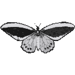Papilio Butterly