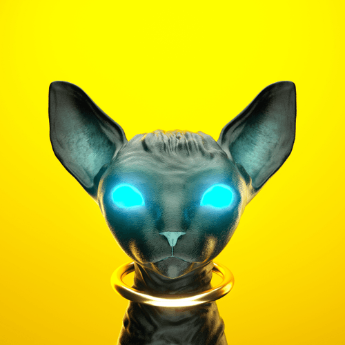 Sphynx Kitten #04