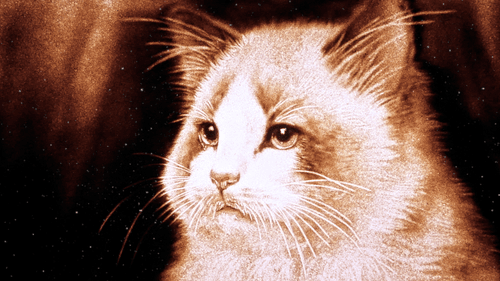 Cool Ragdoll 