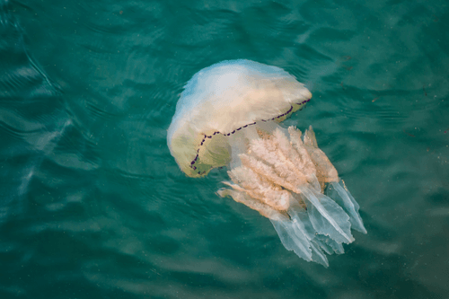 Barrel Jellyfish