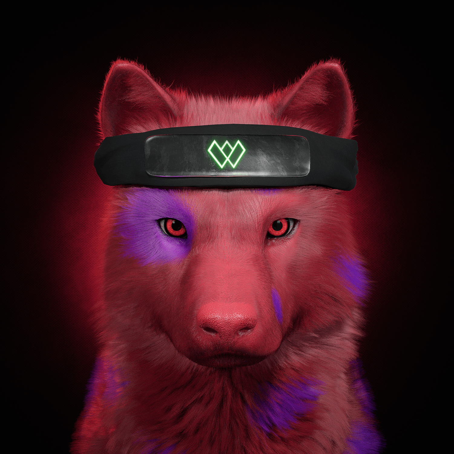 Wolf #590