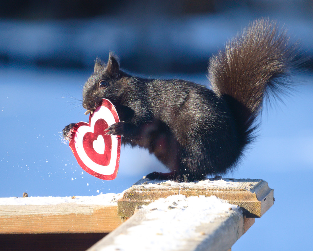 Chewing Squrrel Valentine #1