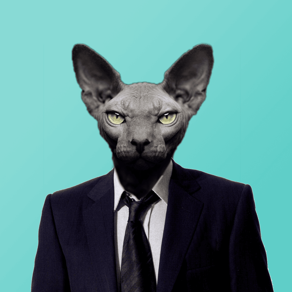 Boss Cat - Animals in clothing | OpenSea