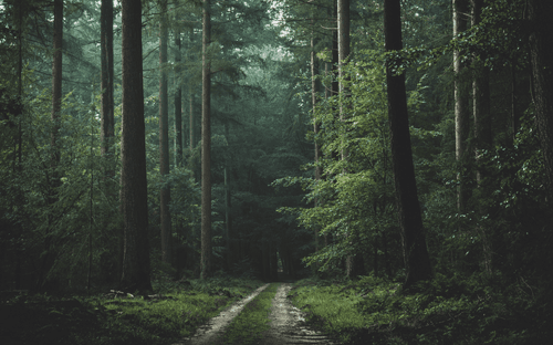 The Forest