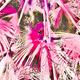 Pink palms
