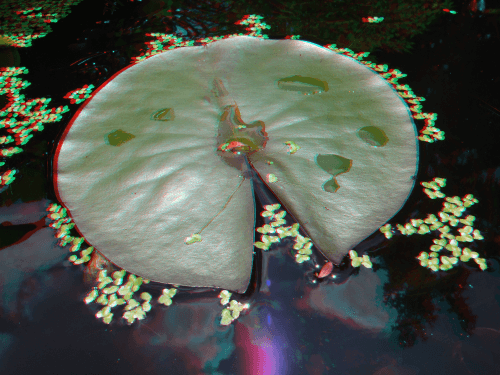 Lily Pad 3D