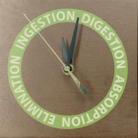 Ingestion Digestion Absorption Elimination