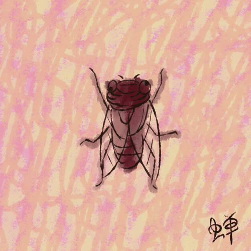 RRA#30 Cicada