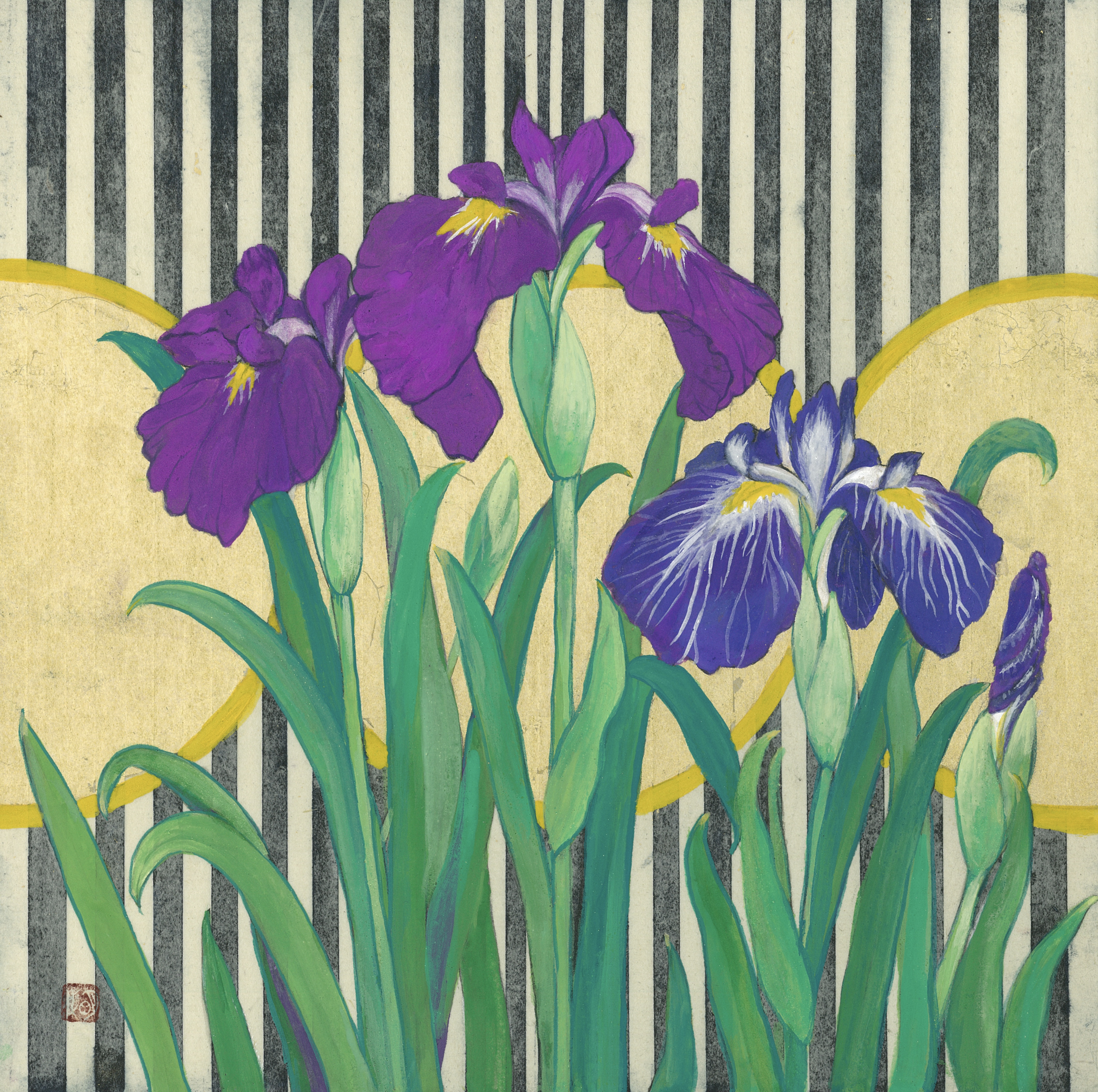 Japanese iris　