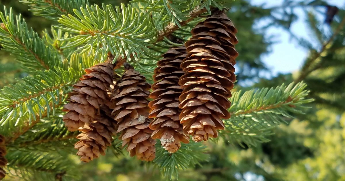 A conifers cone - Collection | OpenSea