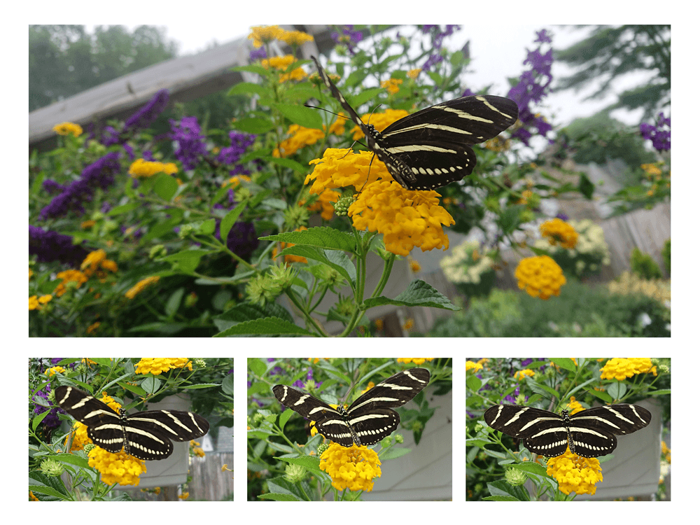 Butterfly - Clark Botanic Garden 2018 - Photo Collage