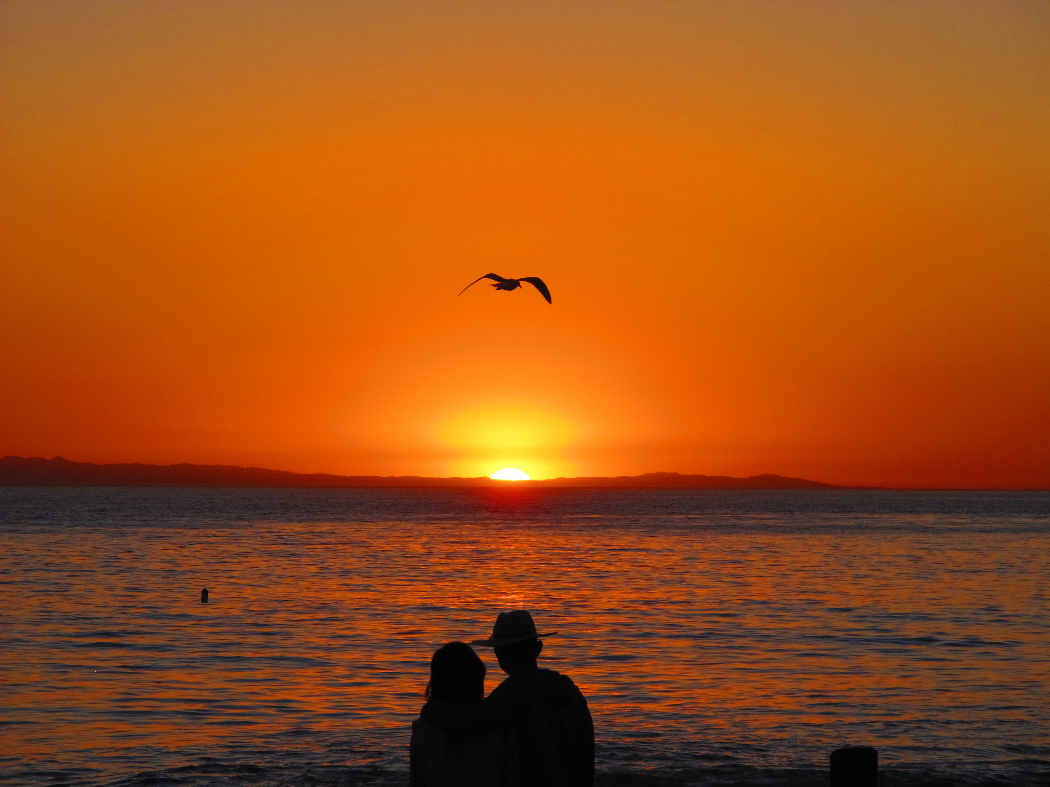 Sunest Seagull and couple - photo by BTVG