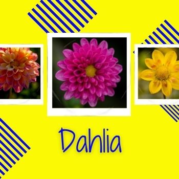 Dahlia: A NFT Collection