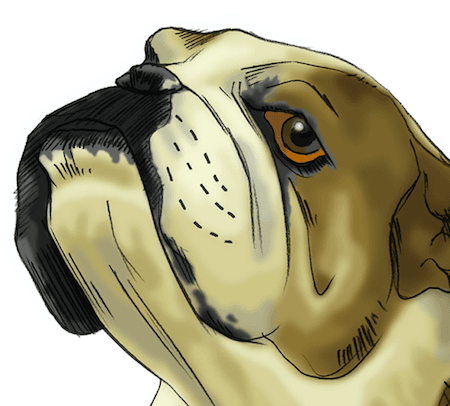 DOGS caricature !