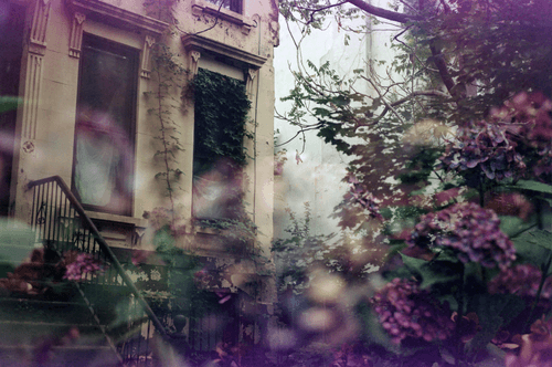 Magenta Hydrangeas