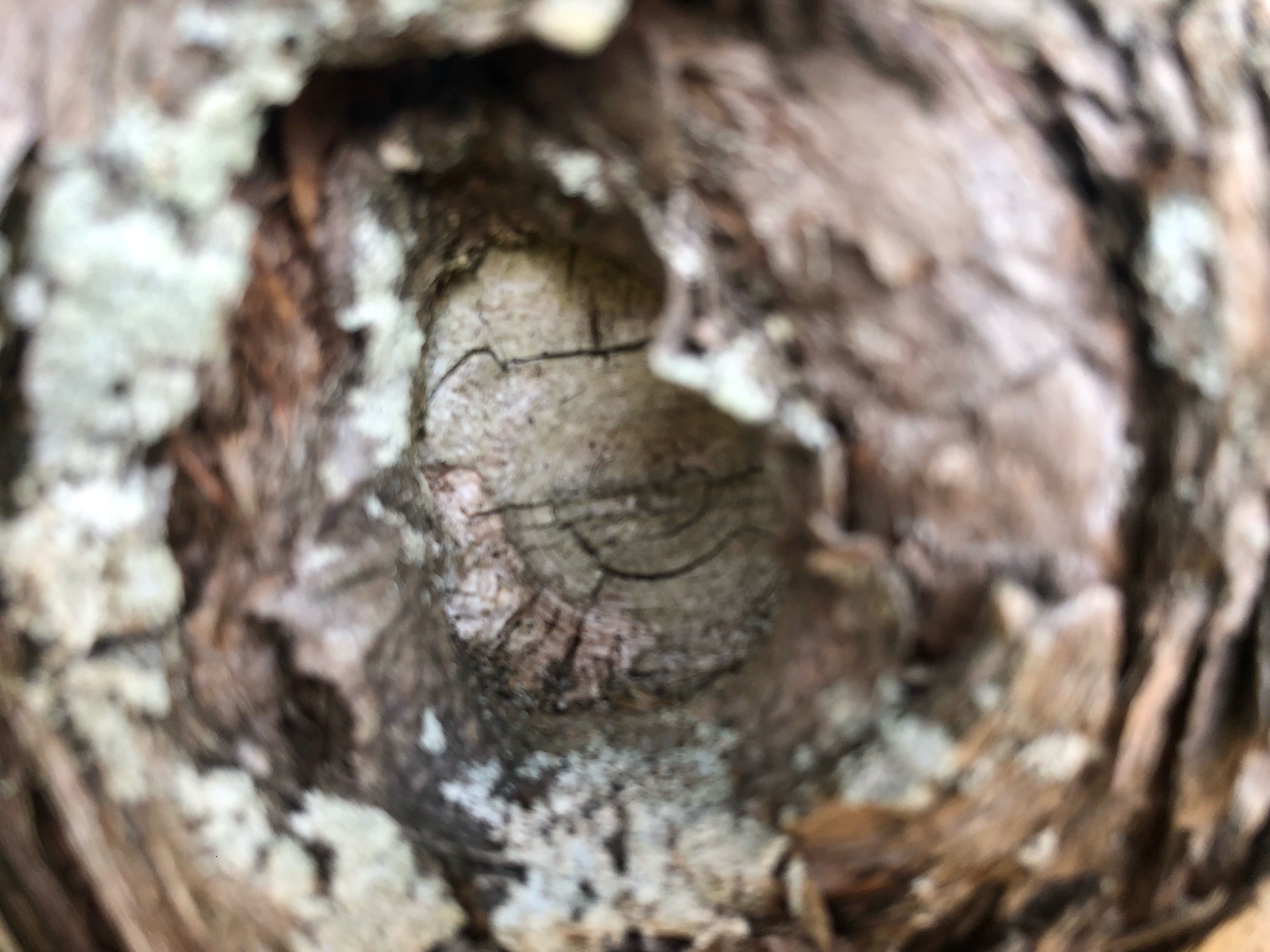 Savage-Art - Profile | OpenSea