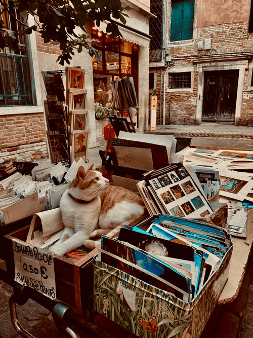 Furry Paperweights