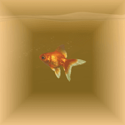 Pet Goldfish collection image