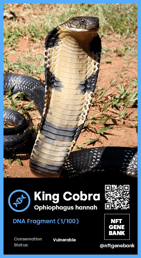 King Cobra DNA Fragment (#010 of 100)