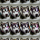 Party Huskies