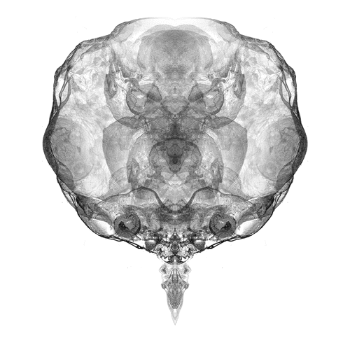 Alien Embryo - 1046 of 2000