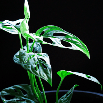 Shadow Plants