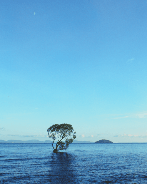 That Taupo Tree #5
