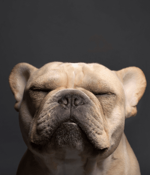 French Bulldog #DA065